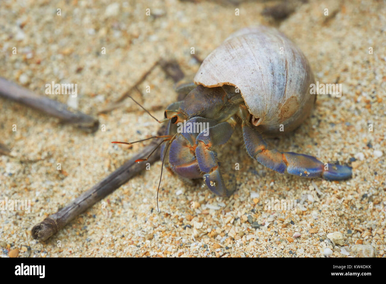 Blueberry hermit crab hi-res stock photography and images - Alamy