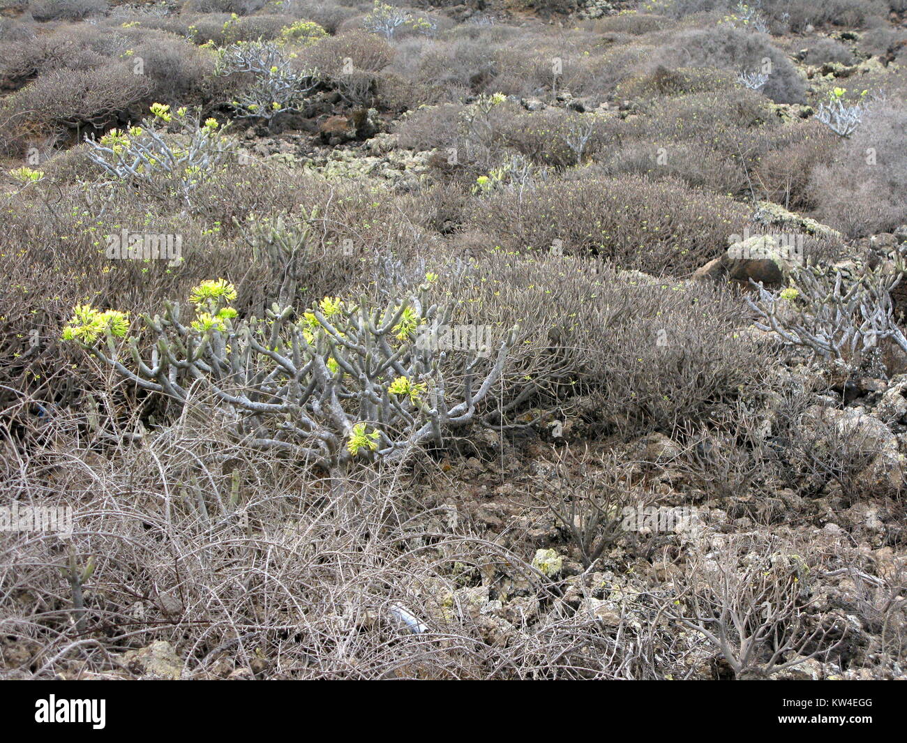 Desert scrub, Lanzarote Stock Photo