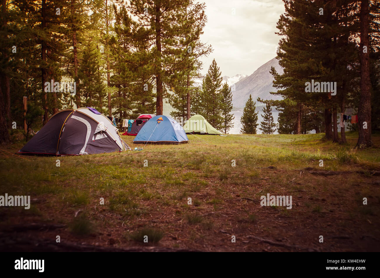 Camping pinewood прохождение. Палатка под сосной. Кемпинг под соснами. Кемпинг Pine River. Кемпинг Вуд 2 все сцены.