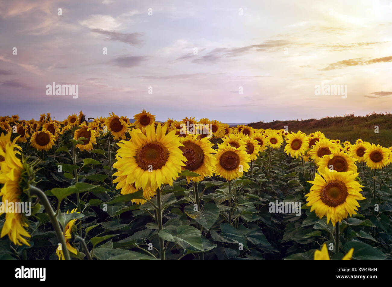 Sunflower fields during sunset. Beautiful composite of a sunrise over a  field of golden yellow sunflowers Stock Photo - Alamy