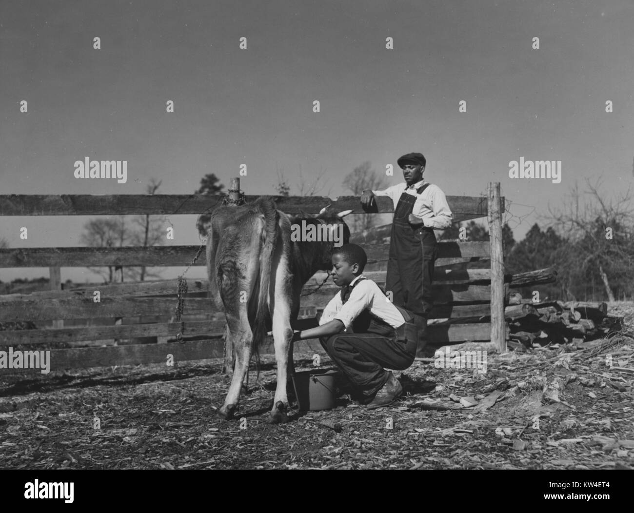 A boy milks a cow as his father watches on a plot of land in a cleared wooded area in Magnolia, Mississippi, September, 1936. From the New York Public Library. Stock Photo