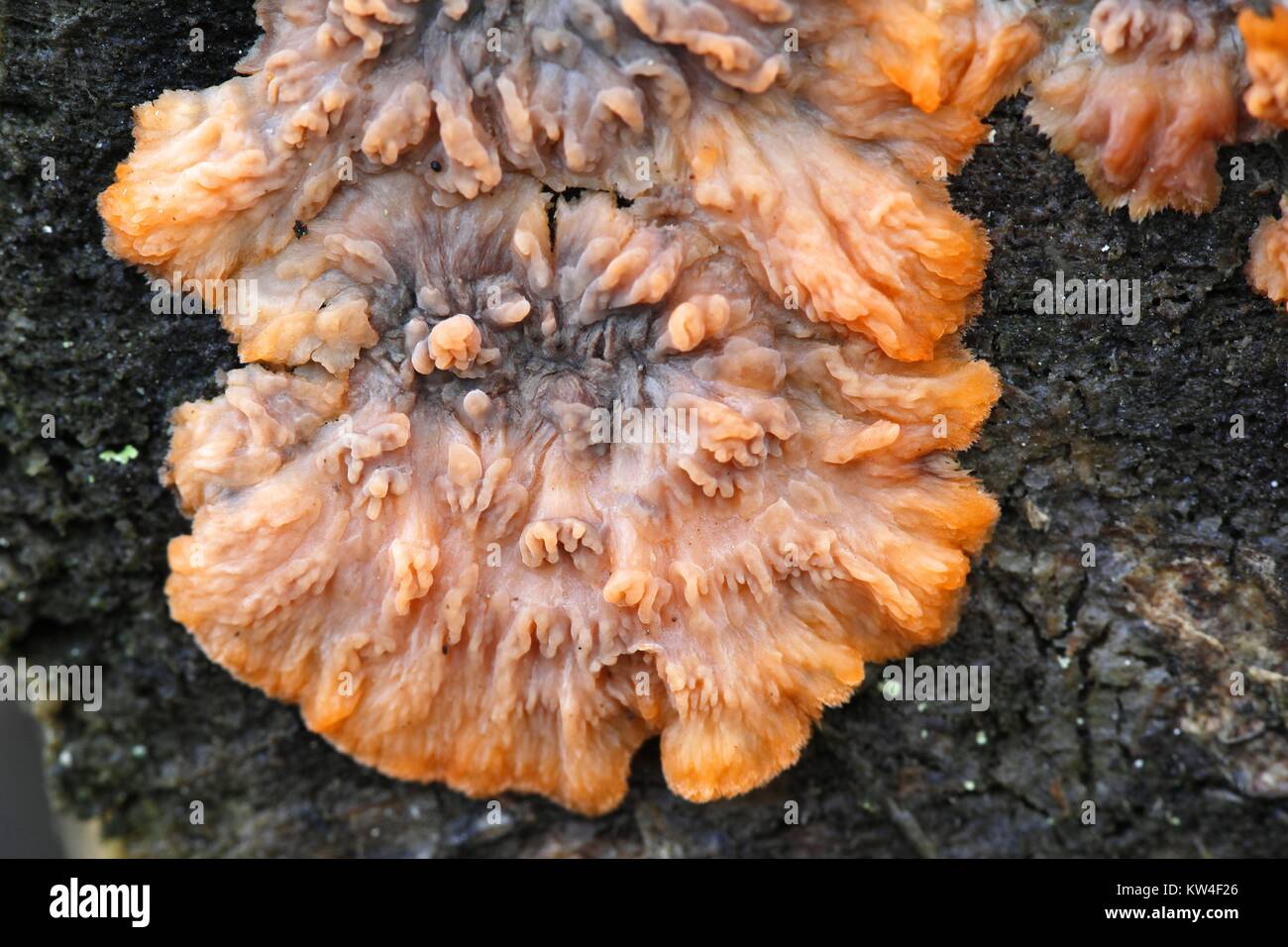 Wrinkled crust fungi, Phlebia radiata Stock Photo
