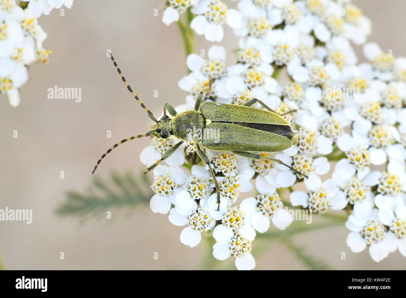 Longhorn beetle or longicorn, Anoplodera virens, on   common yarrow Stock Photo