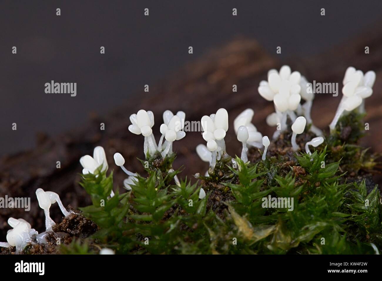Arcyria cinerea, slime mold from Finland, no common English name Stock Photo