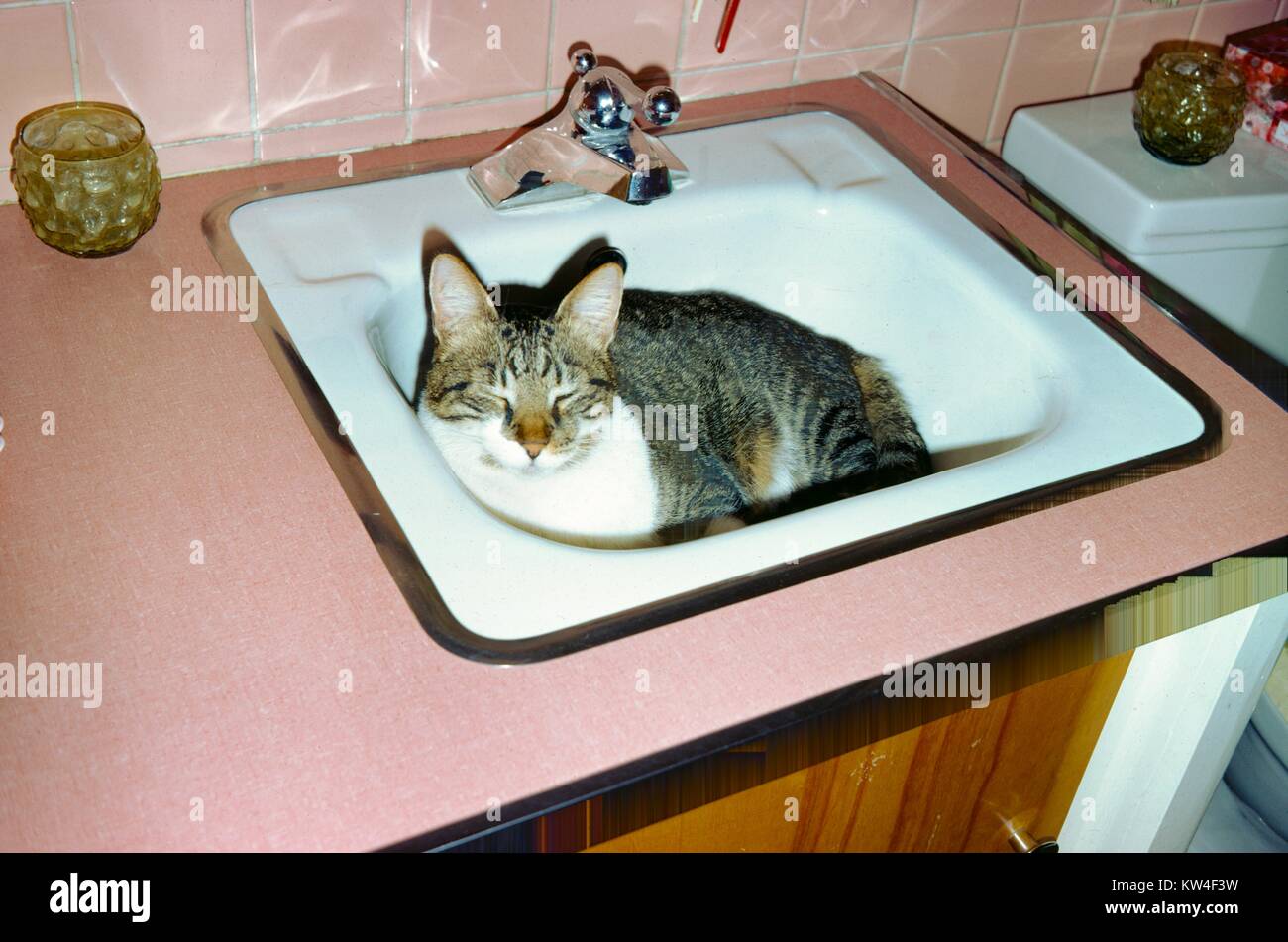 Cat with closed eyes sitting in an empty sink with pink countertops, 1970. Stock Photo
