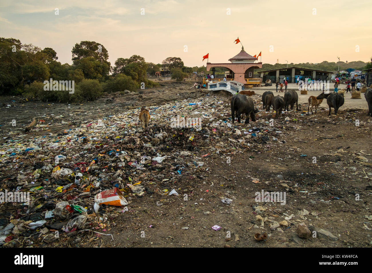 cows-feed-and-childfren-play-in-garbage-next-to-a-temple-in-madh-island-KW4FCA.jpg