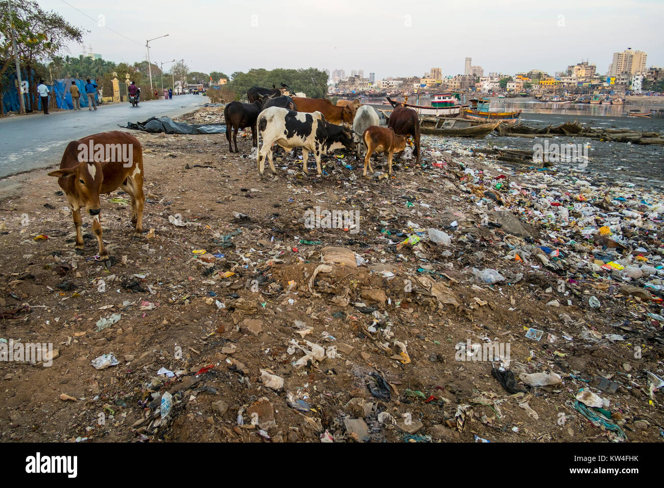 Cows feed on amongst garbage in Madh Island, Madh, Mumbai, India Stock Photo