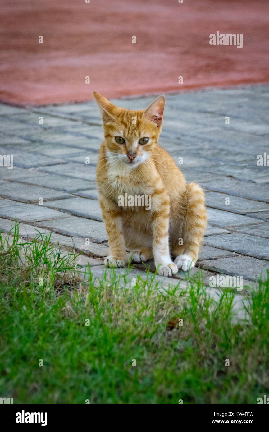 Ginger kitten cat Stock Photo Alamy