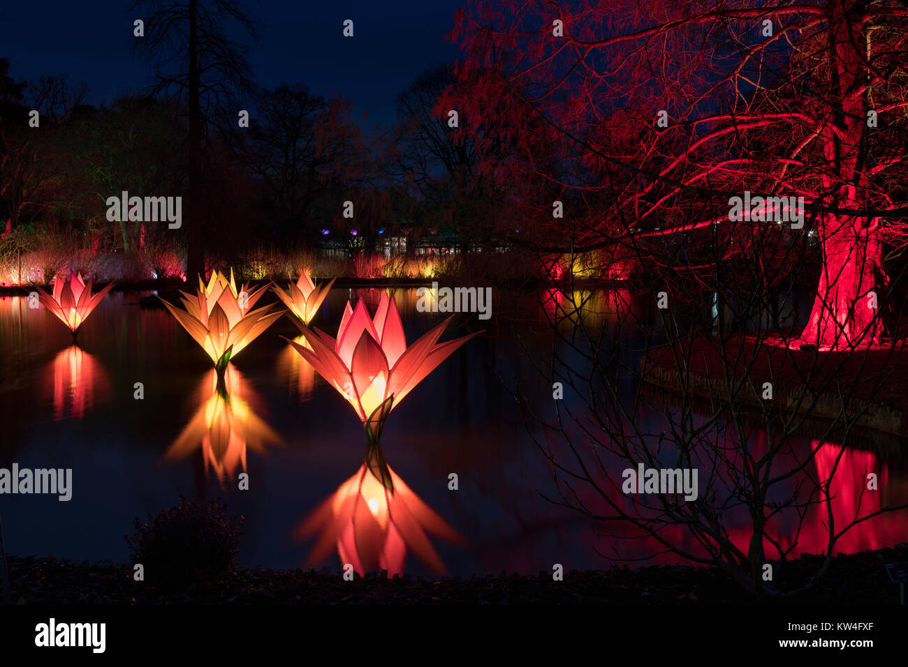 Christmas floating lake flowers and tree lights at RHS Wisley gardens