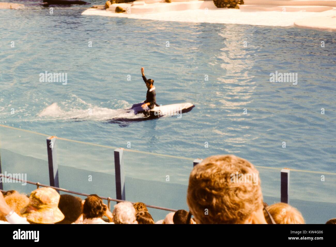 At Sea World in San Diego, California, a trainer rides on a belly of a killer whale and raises a hand into the air as the whale swims on its back through a tank of water, 1975. Stock Photo