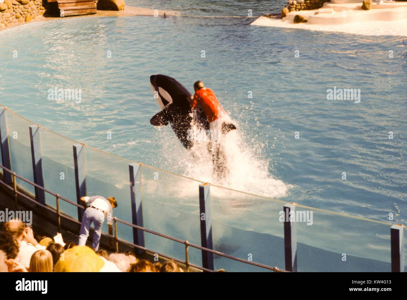 A trainer rides on the back of a killer whale as it leaps out of the water, at Sea World in San Diego, California, 1975. Stock Photo