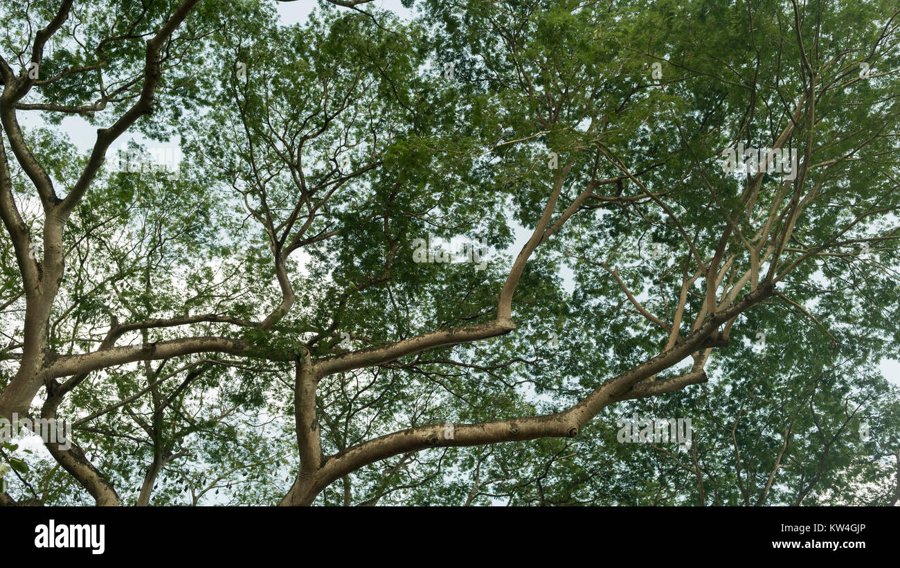 Jamaican National Tree
