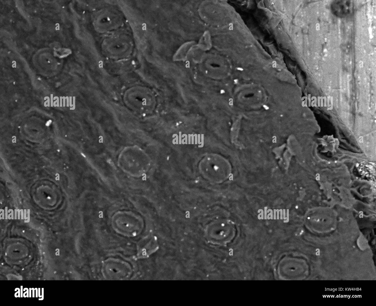 Scanning electron microscope (SEM) micrograph showing multiple open stomata (gas exchange pores) on the underside of a common ivy (Hedera helix) leaf, at a magnification of 600x, 2016. The random distribution of stomata is typical of the dicot plant group, of which hedera helix is a member. Stock Photo