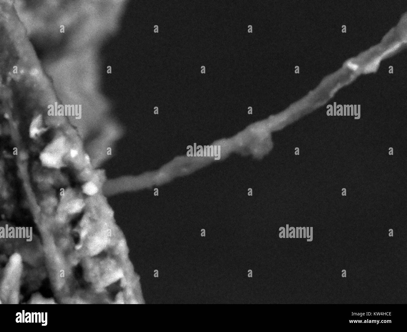 Hair Roots Showing Stock Photos & Hair Roots Showing Stock Images - Alamy