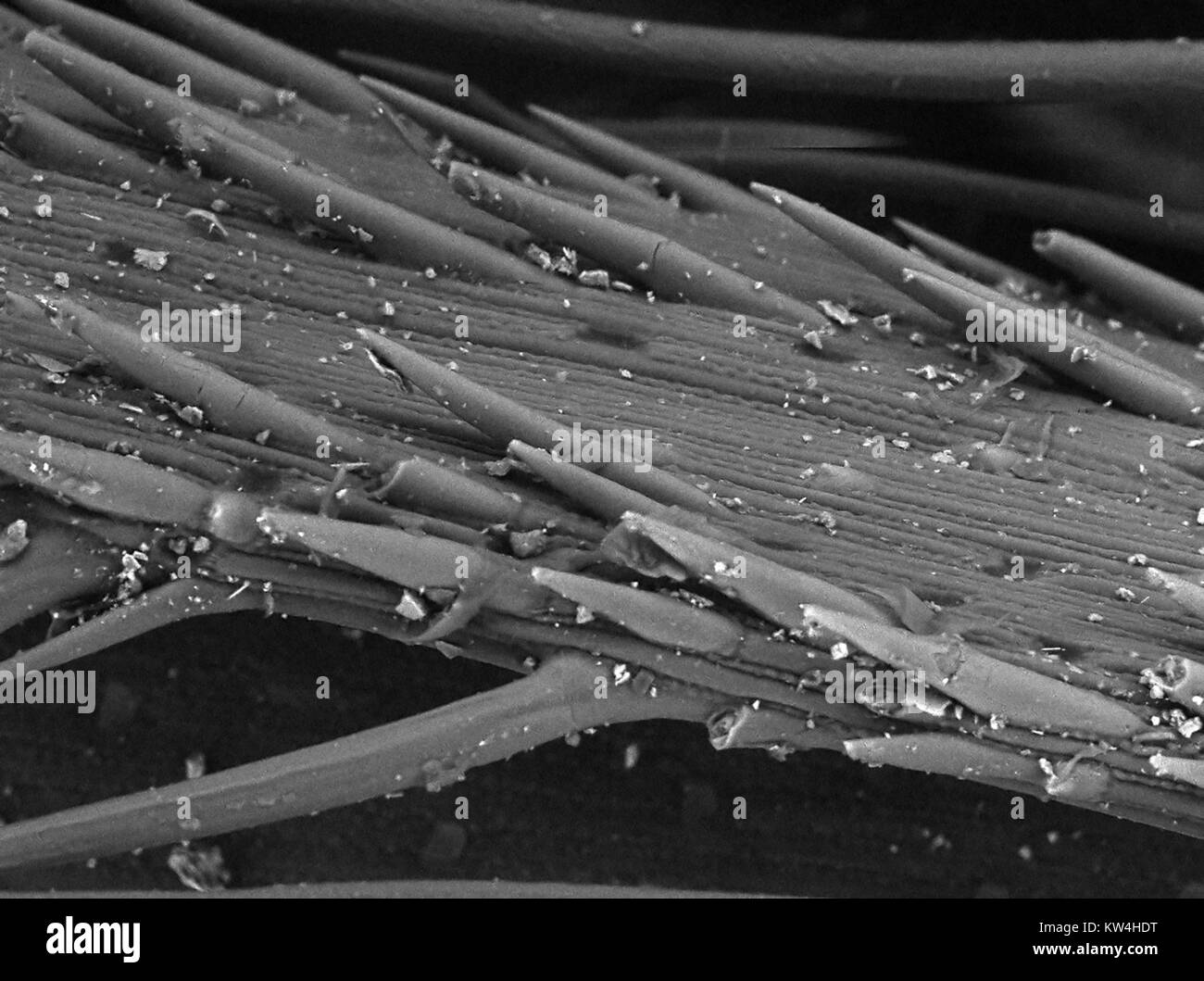 Scanning electron microscope (SEM) micrograph of the surface of a piece of foxtail grass (Hordeum murinum), showing microbarbs and particles of dust, at a magnification of 600x, 2016. Stock Photo
