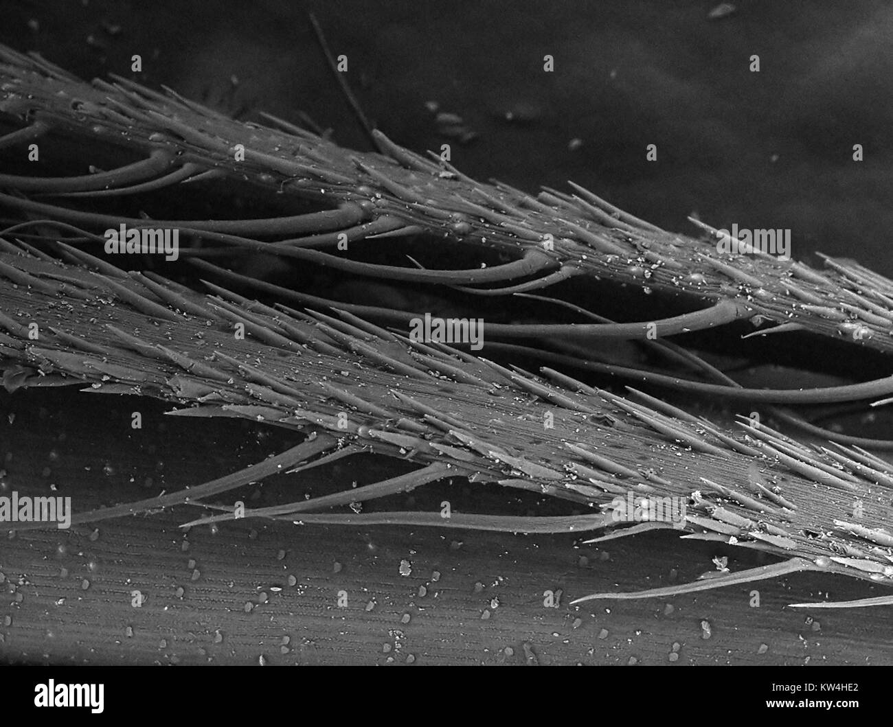 Scanning electron microscope (SEM) micrograph of the surface of a piece ...