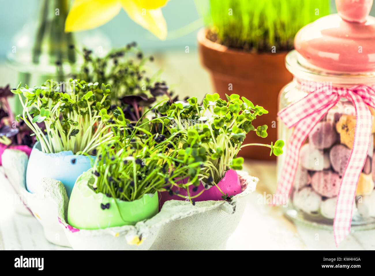 Healthy eating, sprouts in easter egg shells. Easter decoration and dieting concept. Stock Photo