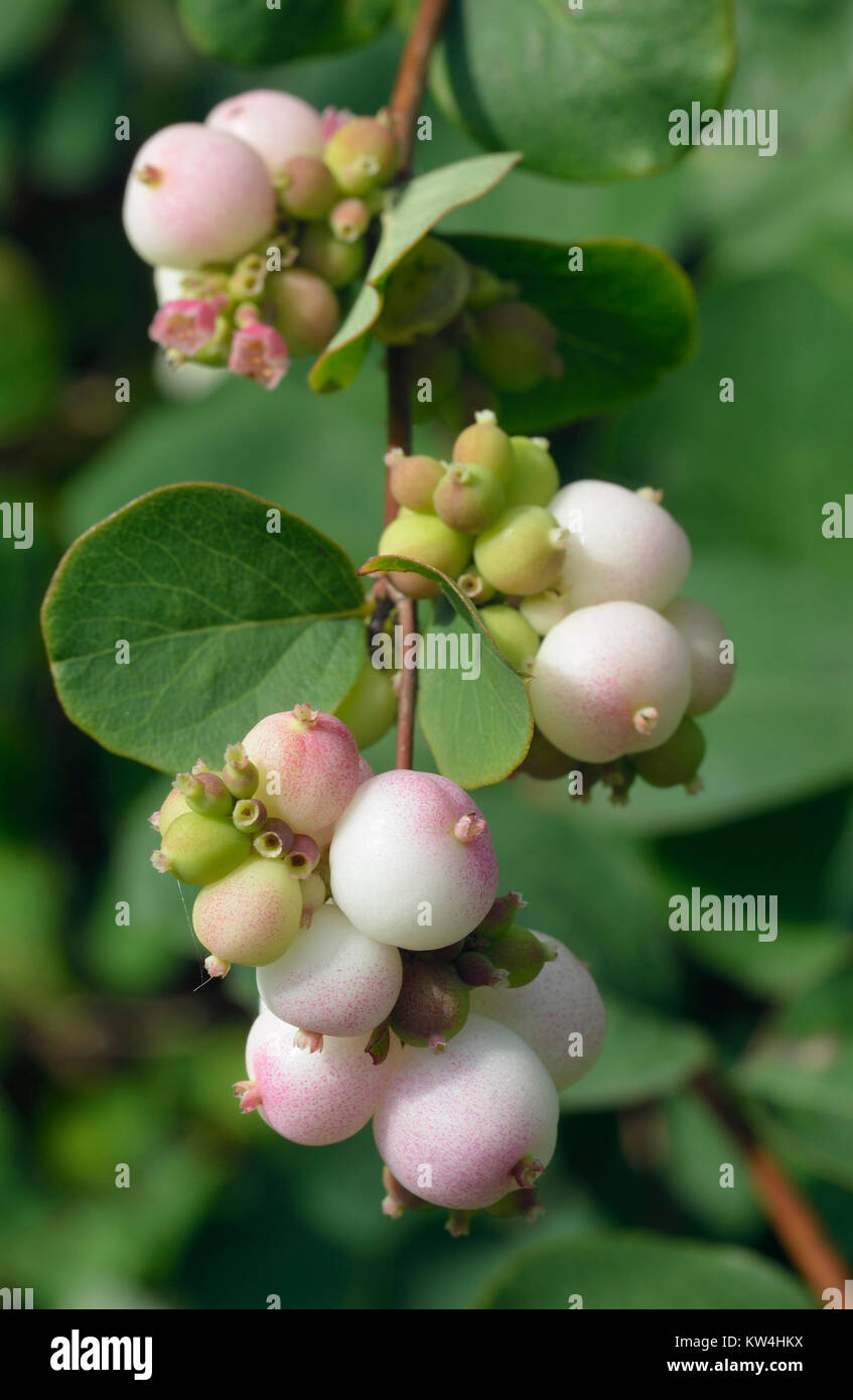Snowberry - Symphoricarpos White berries & Leaves Stock Photo