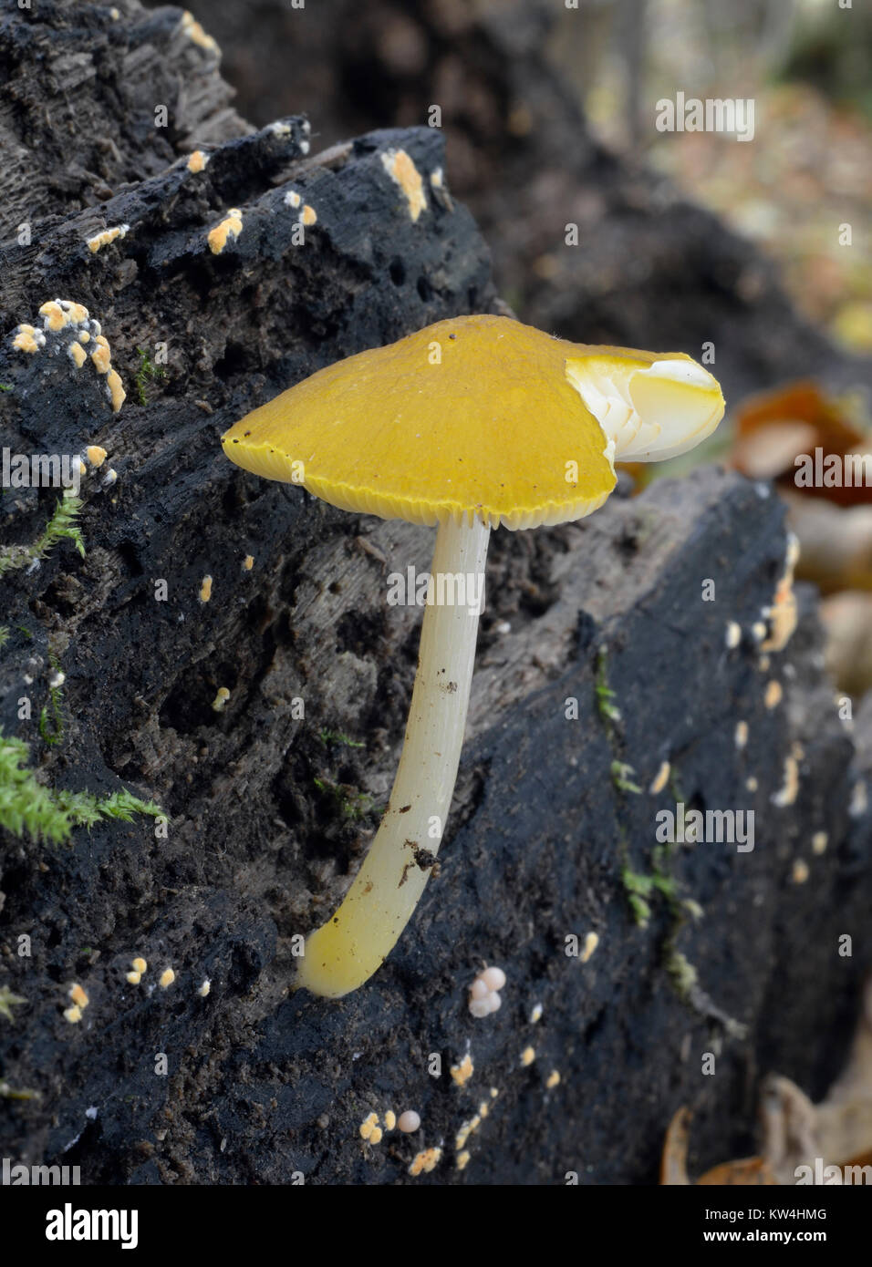 Lion Shield Fungus - Pluteus leoninus  Yellow mushroom of dead log Stock Photo