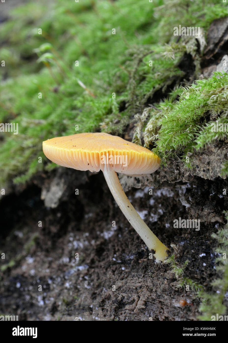 Lion Shield Fungus - Pluteus leoninus  Yellow mushroom of dead stump Stock Photo