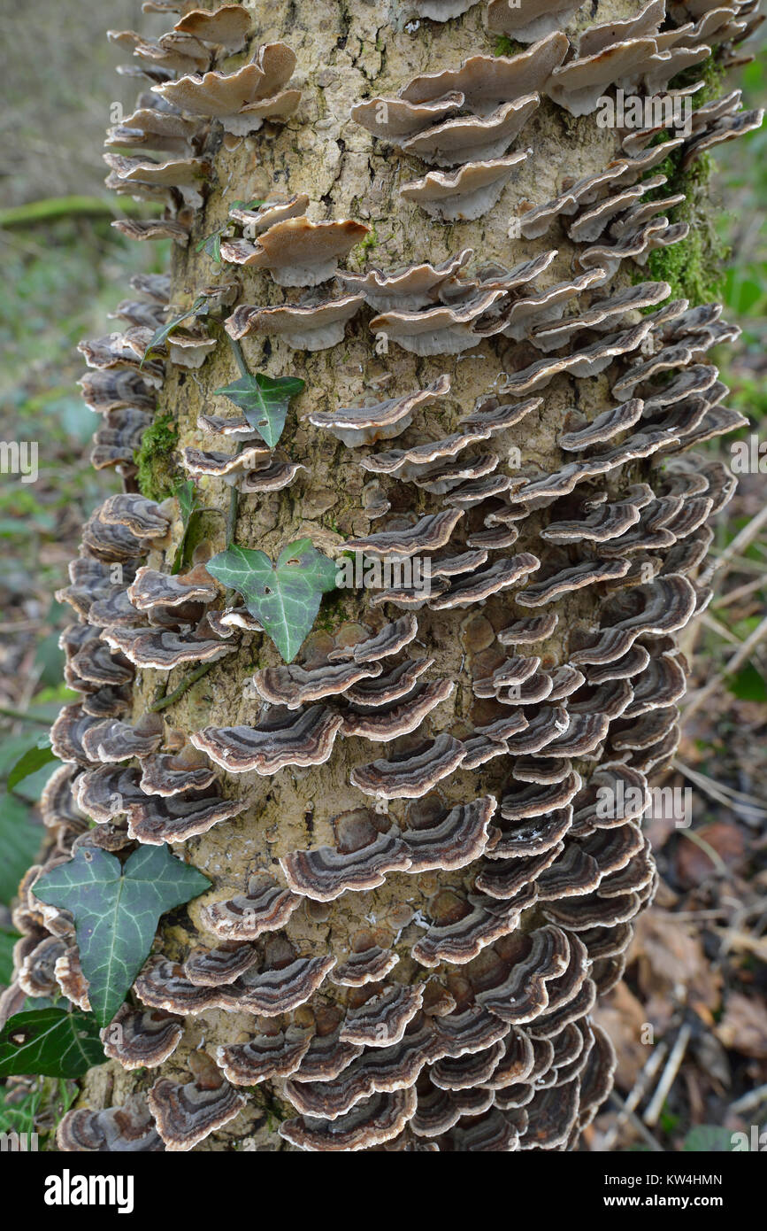 Turkey Tail or Many Zoned Polypore - Trametes (Coriolus) versicolor Stock Photo