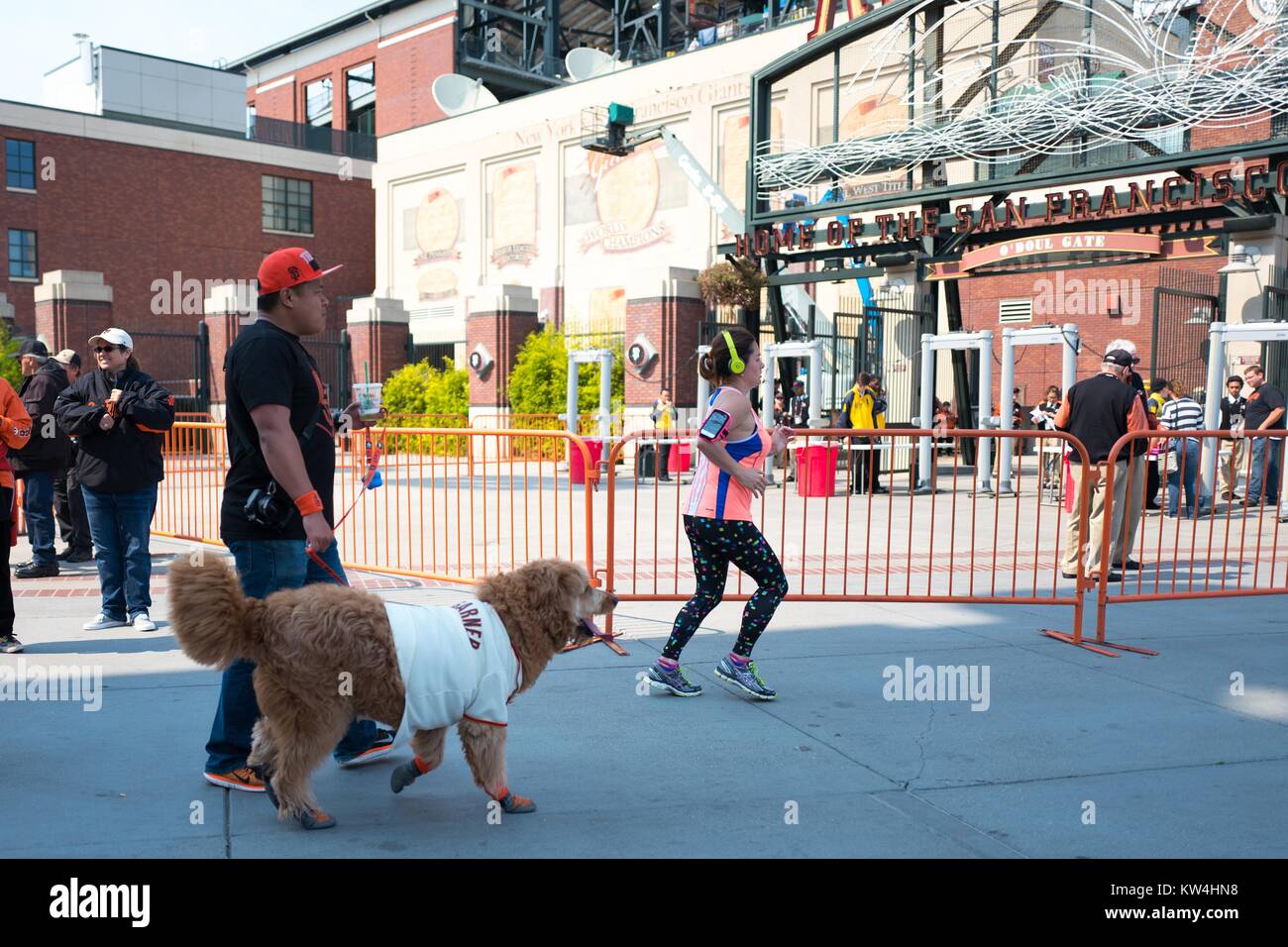 A man walks his dog, which wears a jersey for baseball player Madison Bumgarner, towards O'Doul Gate before the Dog Days of Summer promotional baseball game, a yearly event in which the San Francisco Giants baseball team allows fans to bring their dogs to a regular season game, outside ATT Park in the China Basin neighborhood of San Francisco, California, August 21, 2016. Stock Photo