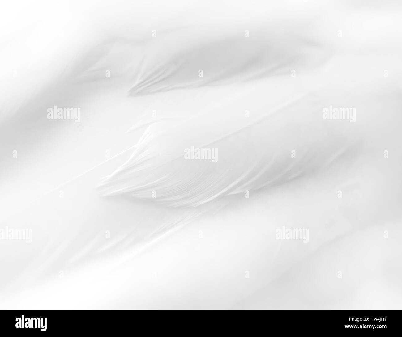 Texture of a white feathers Stock Photo