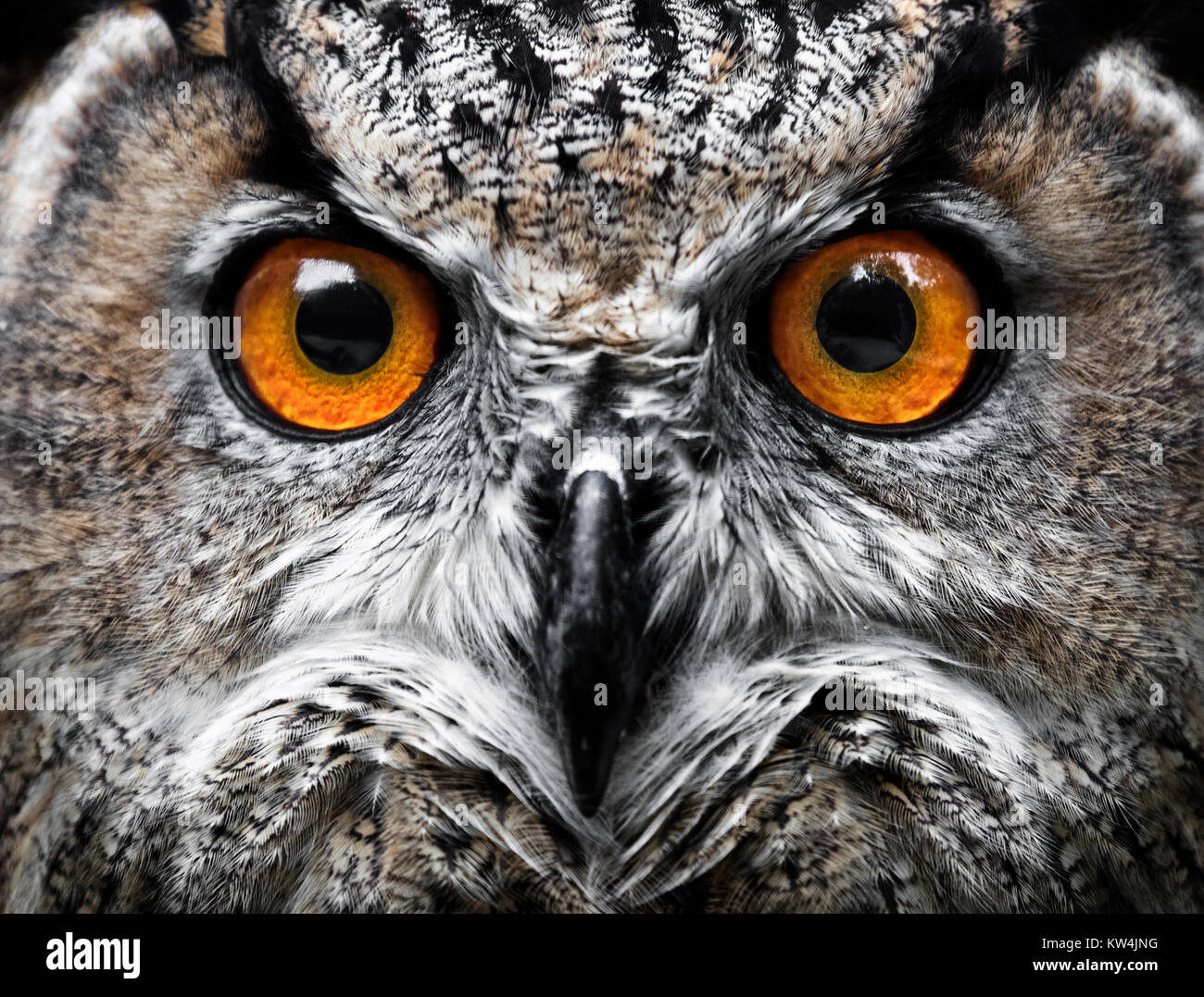 Barn Owl Eyes Close Up