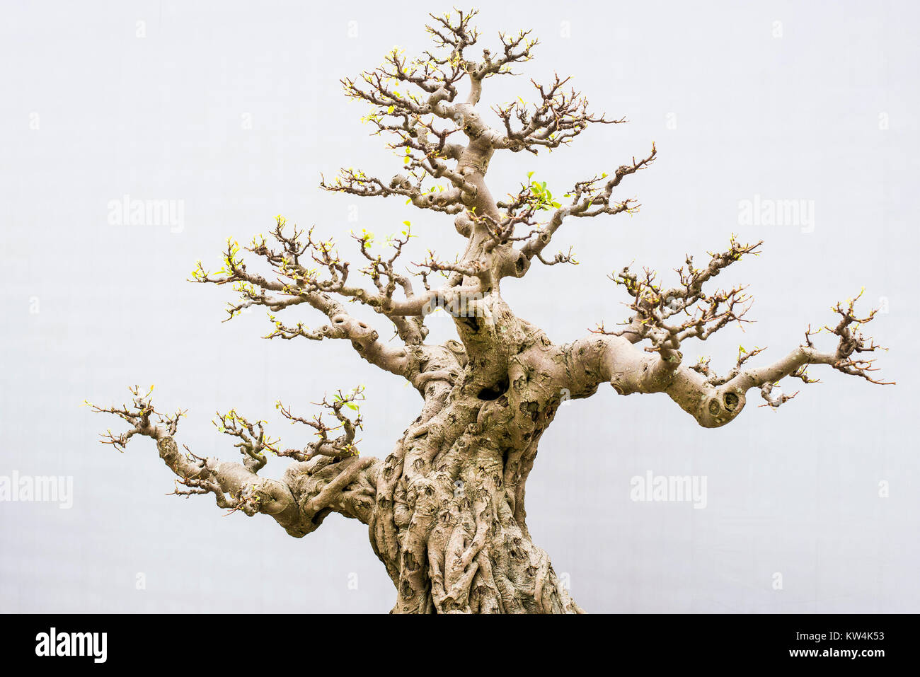 Miniature bonsai trees used for decoration Stock Photo Alamy