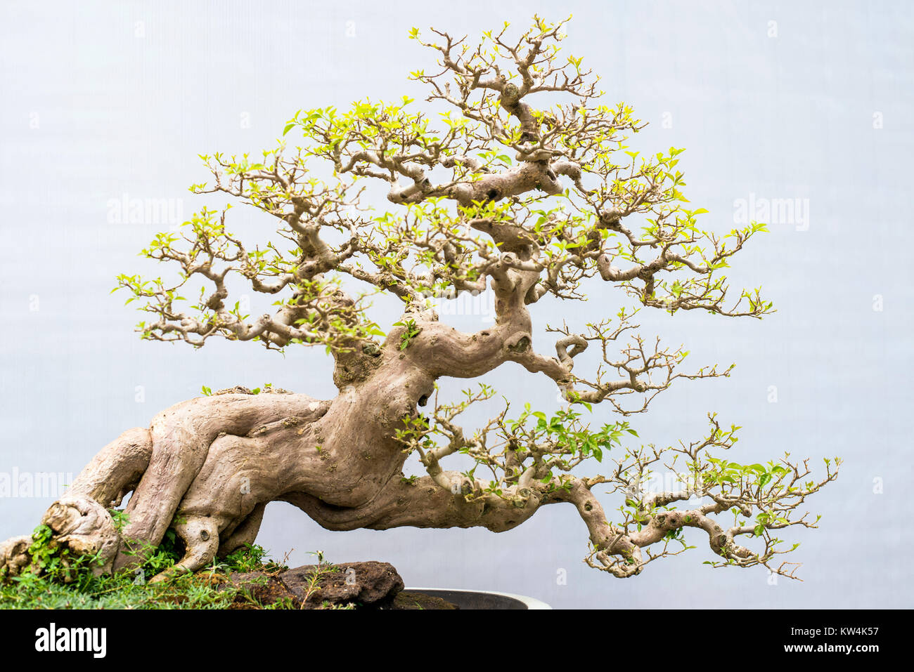 Miniature bonsai trees used for decoration Stock Photo Alamy