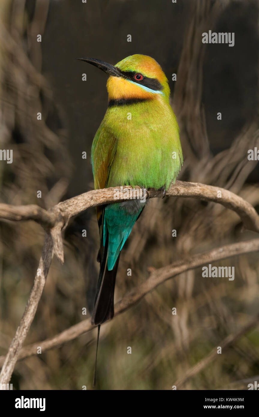 The Rainbow Bee-eater, 'Merops ornatus', is a bird in the 'Meropidae' family; the only species of Meropidae found in Australia. Rainbow bee-eaters rea Stock Photo
