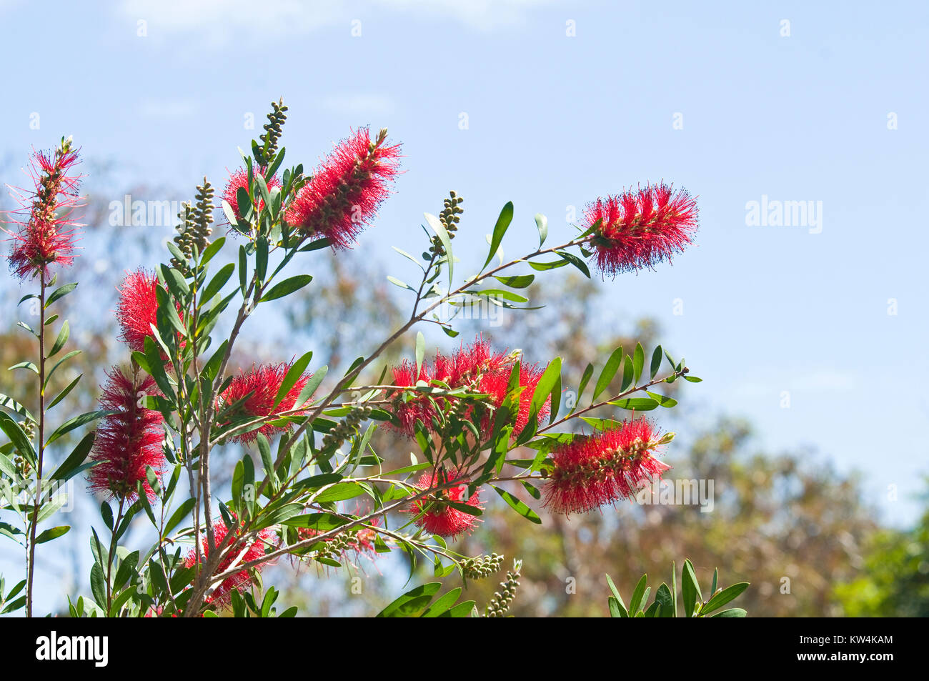 Australian Bottlebrush blooms in Spring Stock Photo