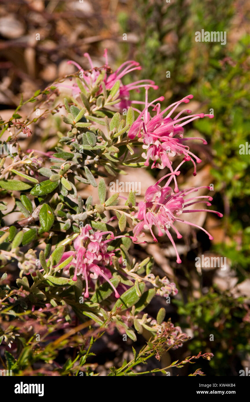 Western Australian Native Blossoms Stock Photo