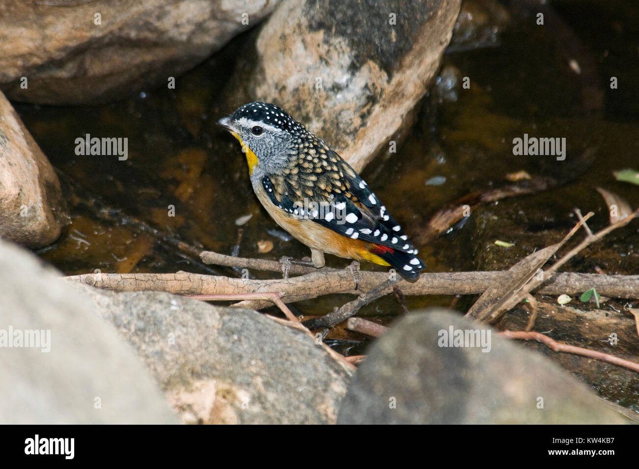 The Spotted Pardalote 'pardalotus punctatus'  is a small passerine bird native to Australia of around 8 to 9cm in length. Its body markings and colour Stock Photo