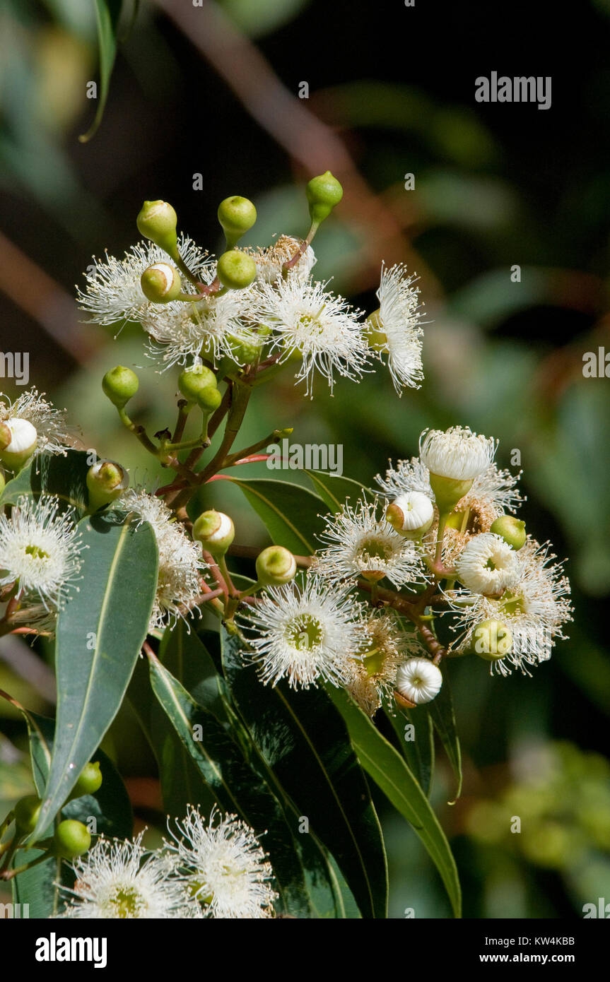 Eucalyptus Blossoms in early Summer Stock Photo