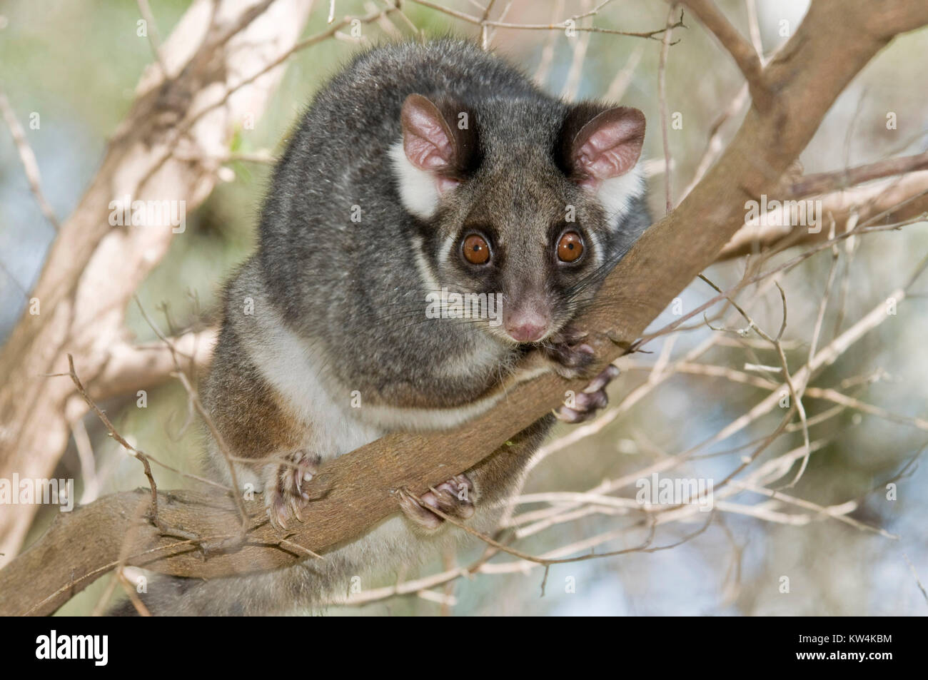 The ringtail possum is a member of the 'Pseudocheiridae' family of arboreal marsupials. Possums are found in light to heavy forested areas and shrubla Stock Photo
