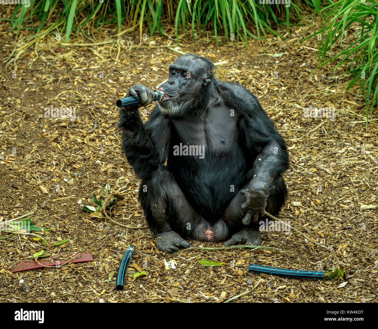 Chimpanzees in Monarto Zoo, Australia, SA Stock Photo