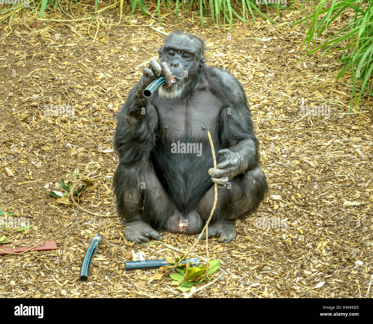Chimpanzees in Monarto Zoo, Australia, SA Stock Photo