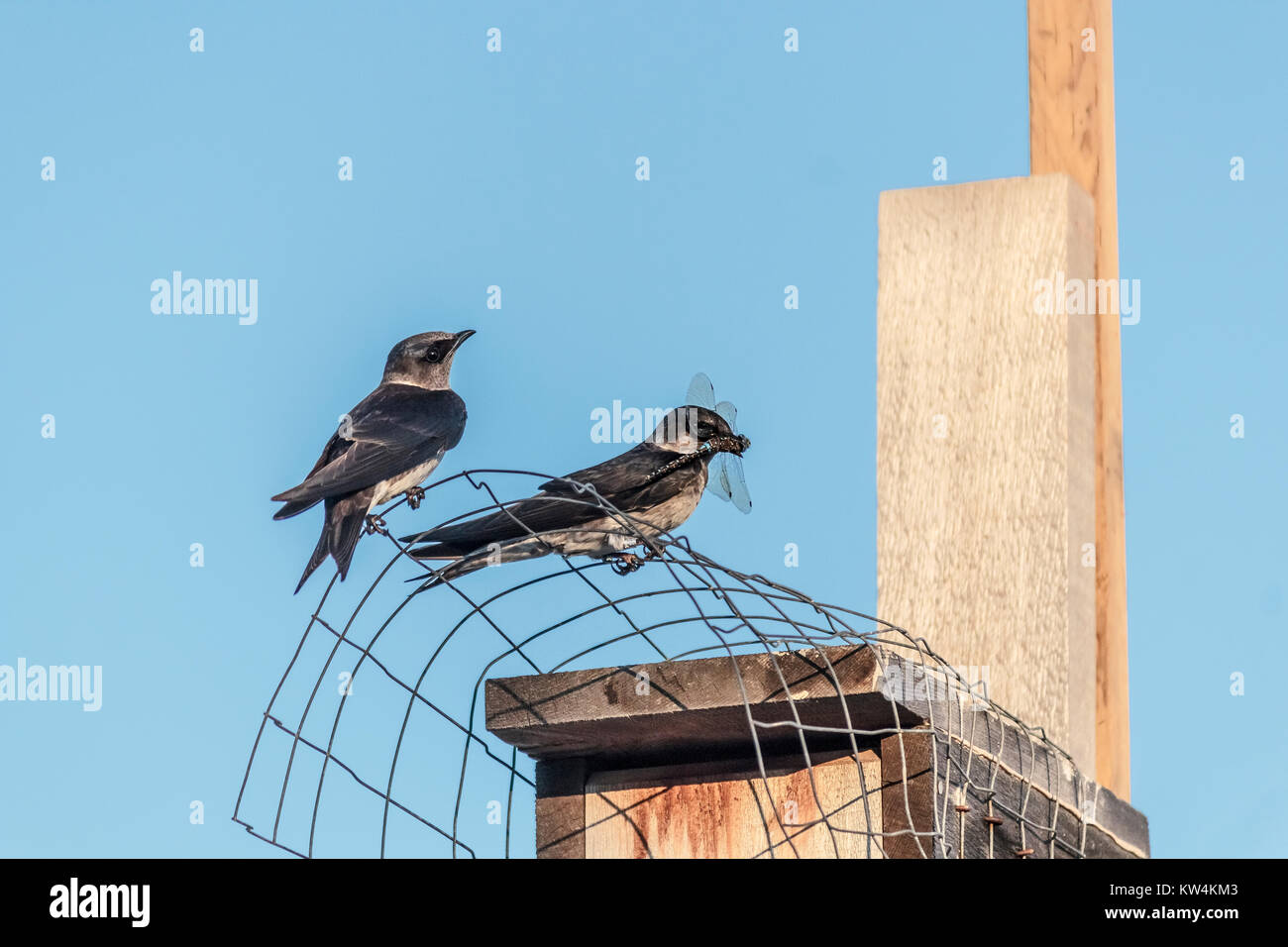 Two young Purple martins perch on the wire above a cedar nest-box, one with a dragonfly in its beak and ID bands on both legs (blue sky background). Stock Photo