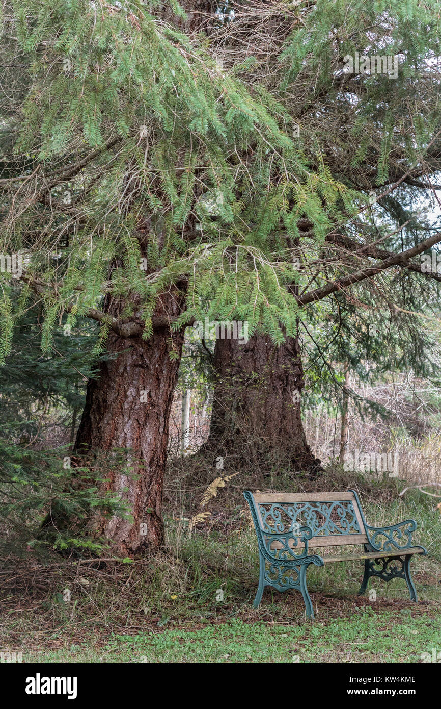 An unoccupied, ornate, weathered wood and cast iron bench sits under the canopy of two fir trees in autumn (portrait orientation). Stock Photo