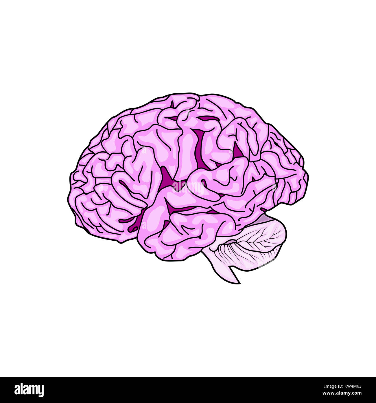 Sagittal brain Cut Out Stock Images & Pictures - Alamy