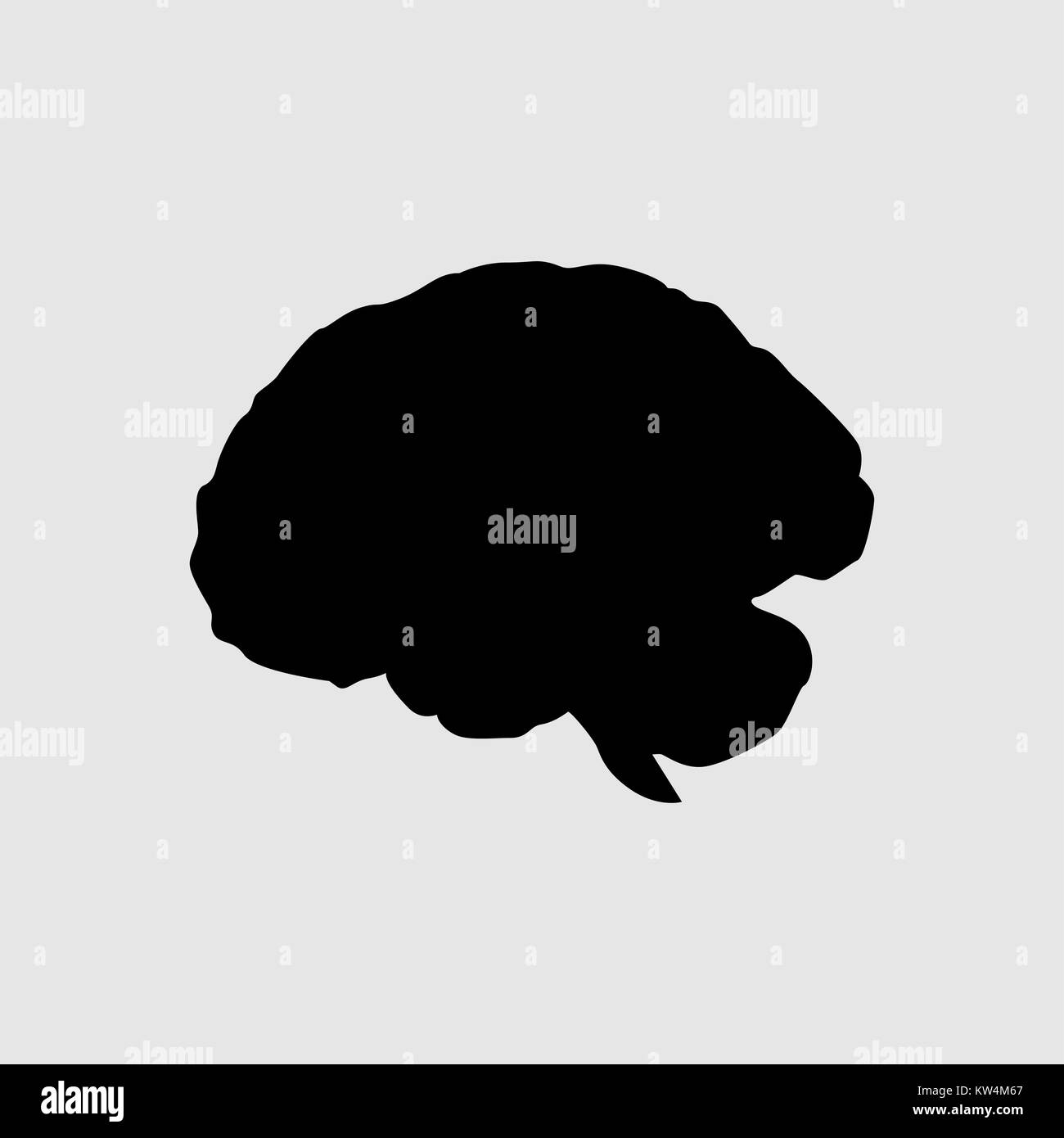 Detailed Human Brain ,vector Stock Photo