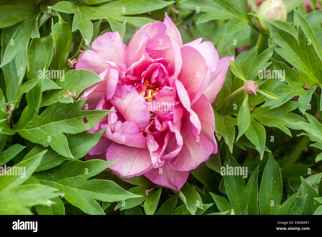 Pink Peony 'Hillary' Paeonia Itoh peony flower, Peonies Stock Photo