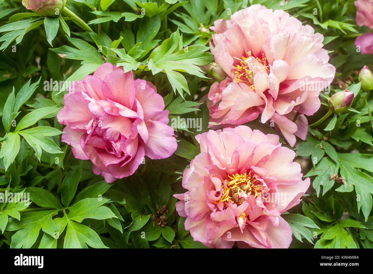 Peony Itoh Paeonia Hillary Paeonia Intersectional Peony Pink Peonies Stock Photo Alamy