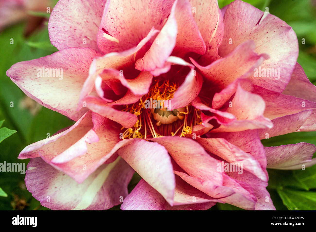 Paeonia Peony Hillary Tree Peony Peonies Stock Photo Alamy