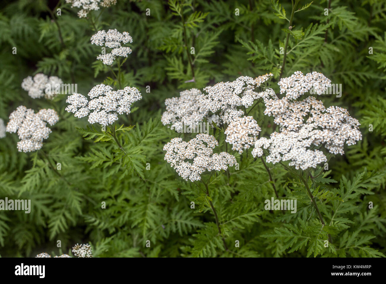 Achillea grandiflora Stock Photo