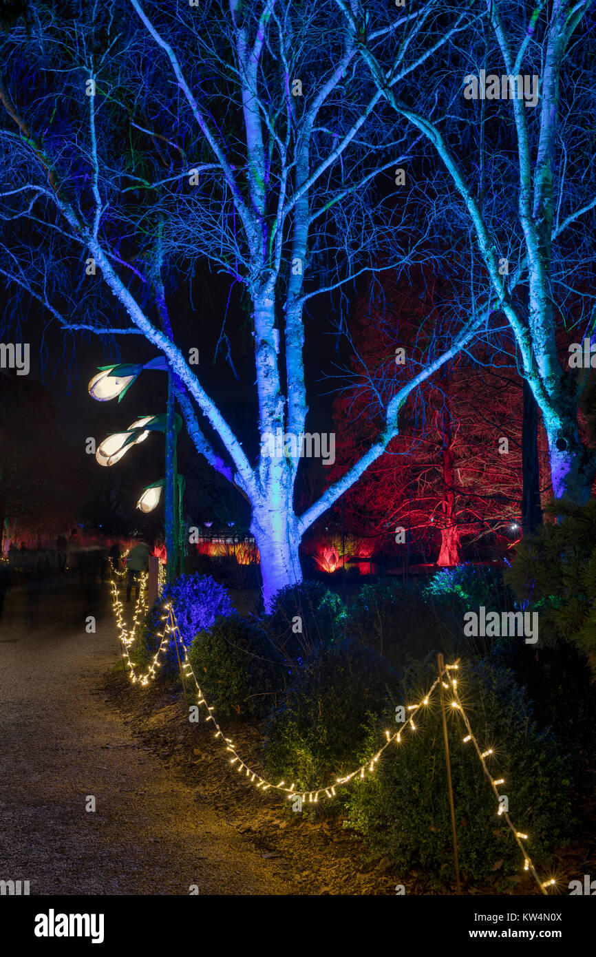 Christmas tree lights at RHS Wisley gardens, Surrey, England. Christmas