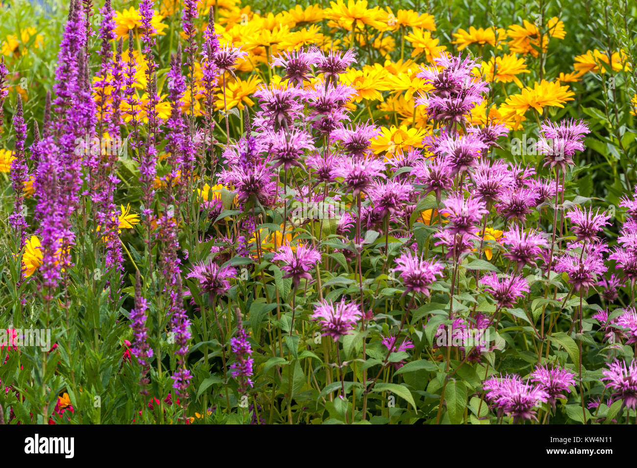 Monarda, False sunflowers, and purple loosestrife in summer garden border flowers mixed flowers purple garden flowerbed display colourful flower bed Stock Photo
