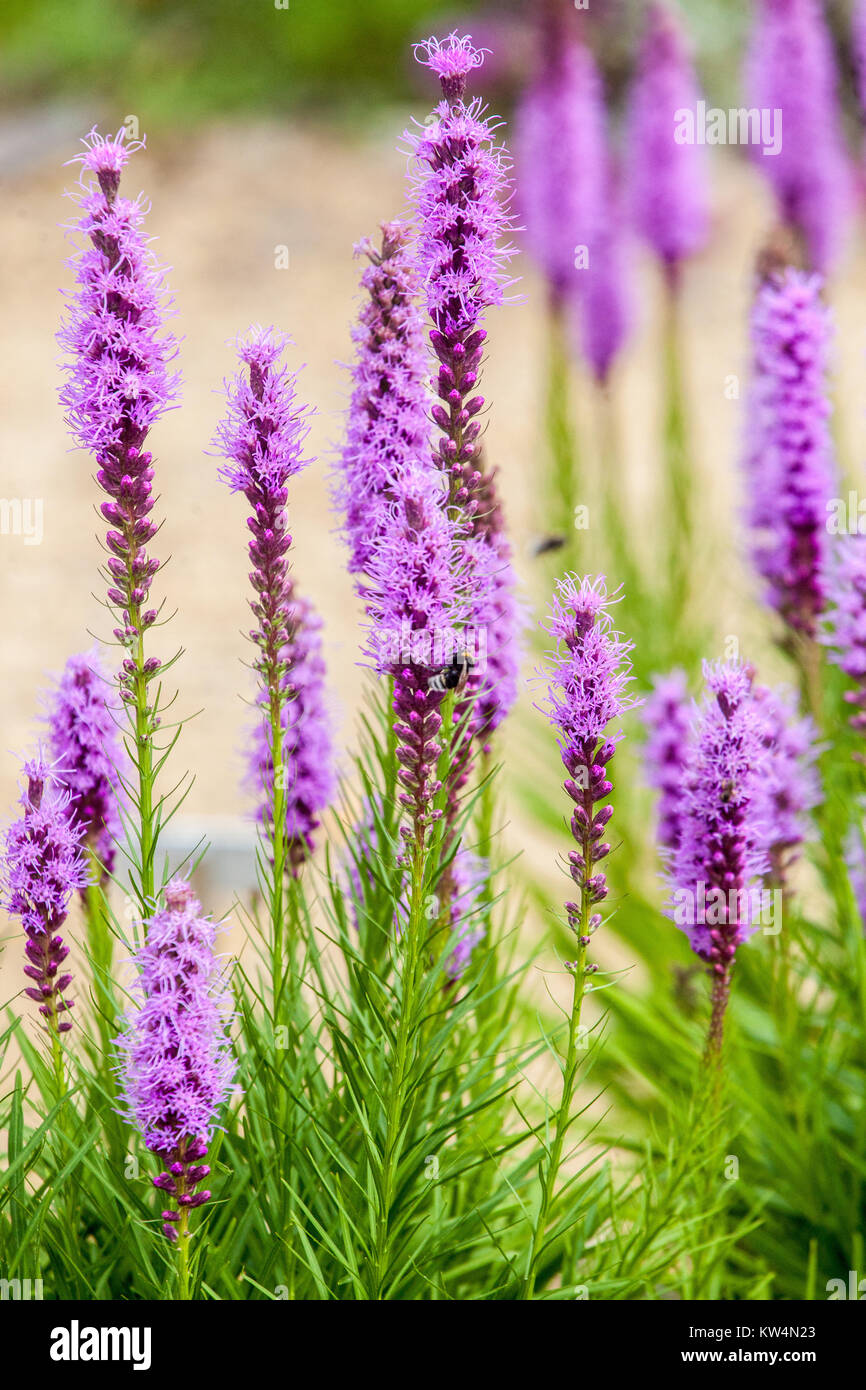 Liatris spicata blooming Dense blazing star flowers Gay feather garden july plant Stock Photo