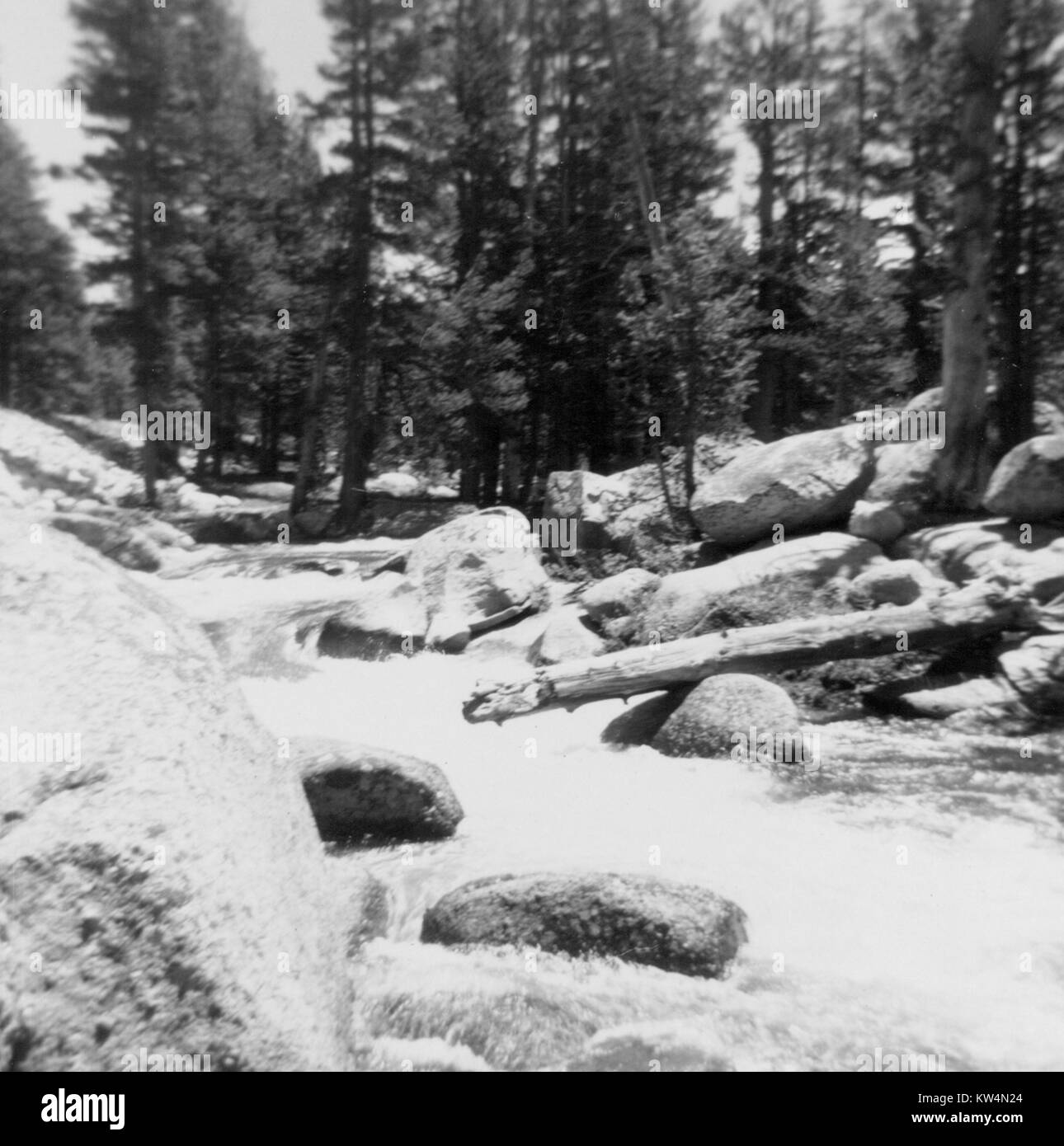 A river rushes through rapids, over rocks and fallen trees, California, 1939. Stock Photo